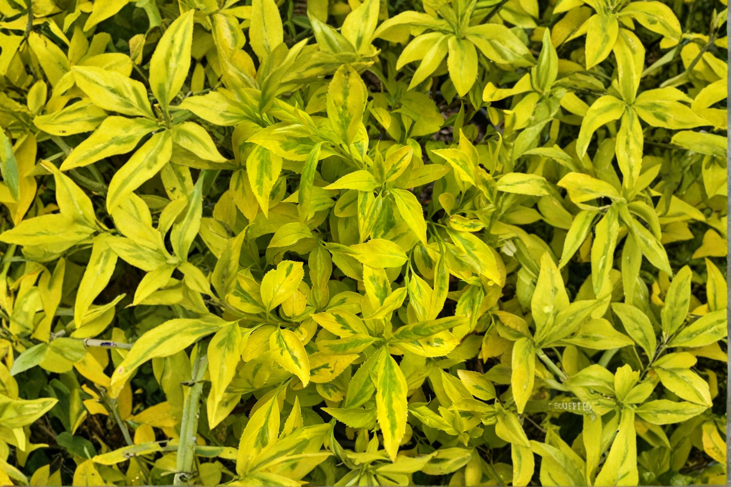 Evergold Variegated Forsythia Live Plant 1 Gallon Pot – Forsythia intermedia Yellow Spring Flowers Green Gold Foliage Shrub