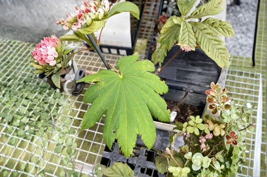 Acer japonicum Attaryi Japanese Maple Live Plant 1 Gallon Pot Red Leaf Maple Tree Ornamental Garden Landscape Tree