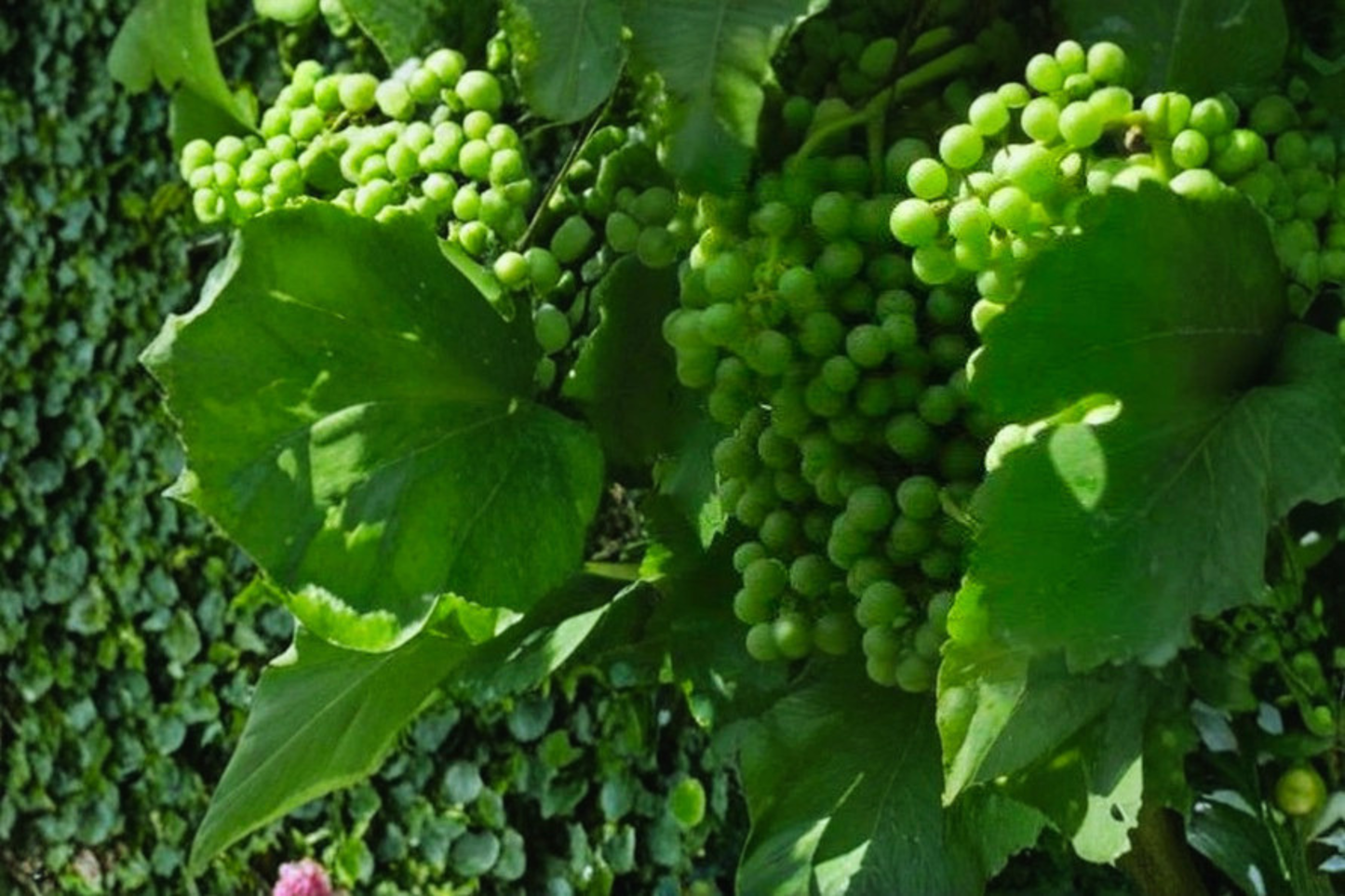Caminante Blanc Wine Grape Vine 4-6 Ft Live Plant White Grape Vine for Vineyard Trellis Fast Growing Outdoor Plant