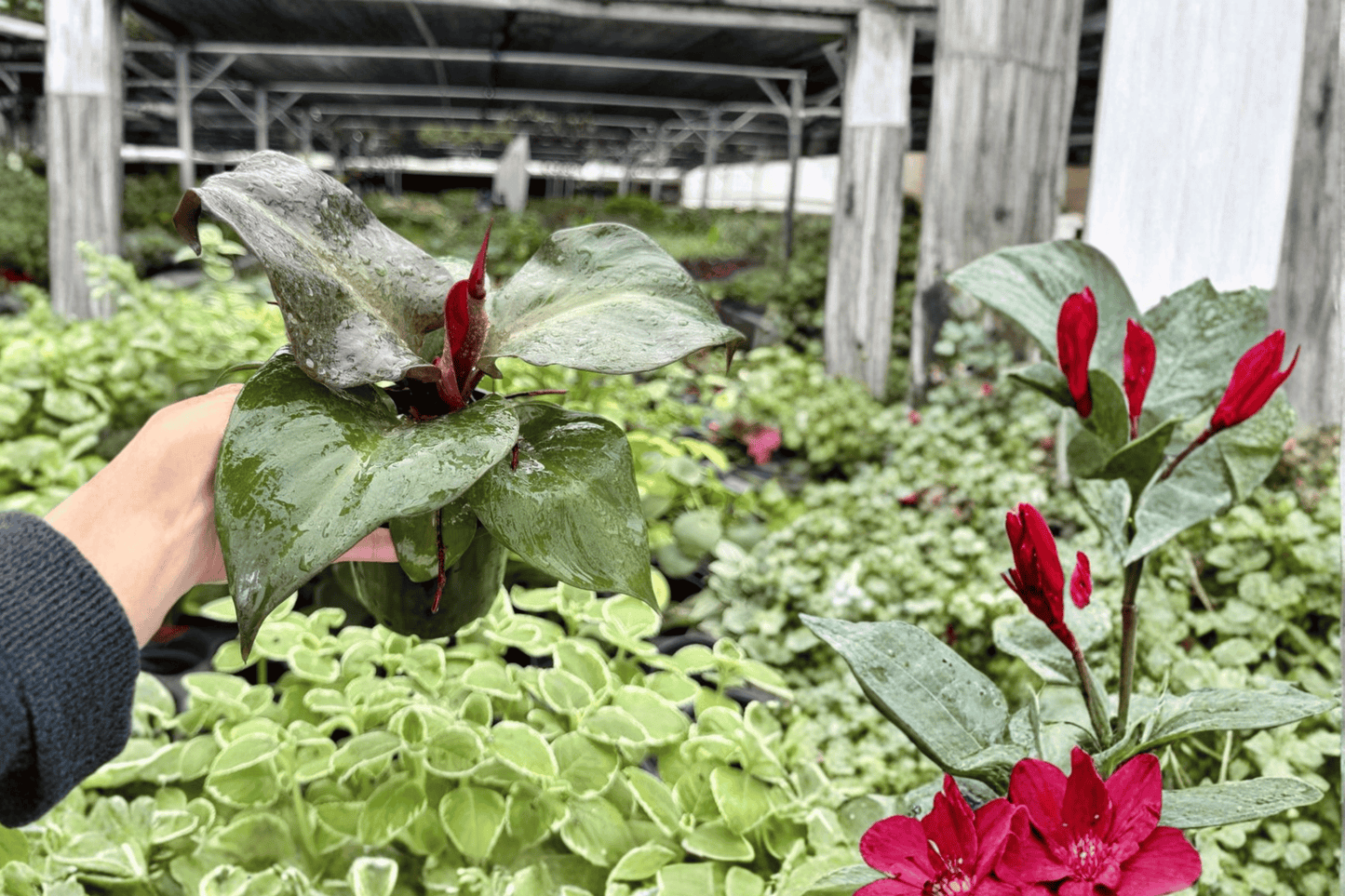Philodendron Red Heart 2 Exact Live Plants – 4-Inch Pots – Philodendron ‘Red Heart’