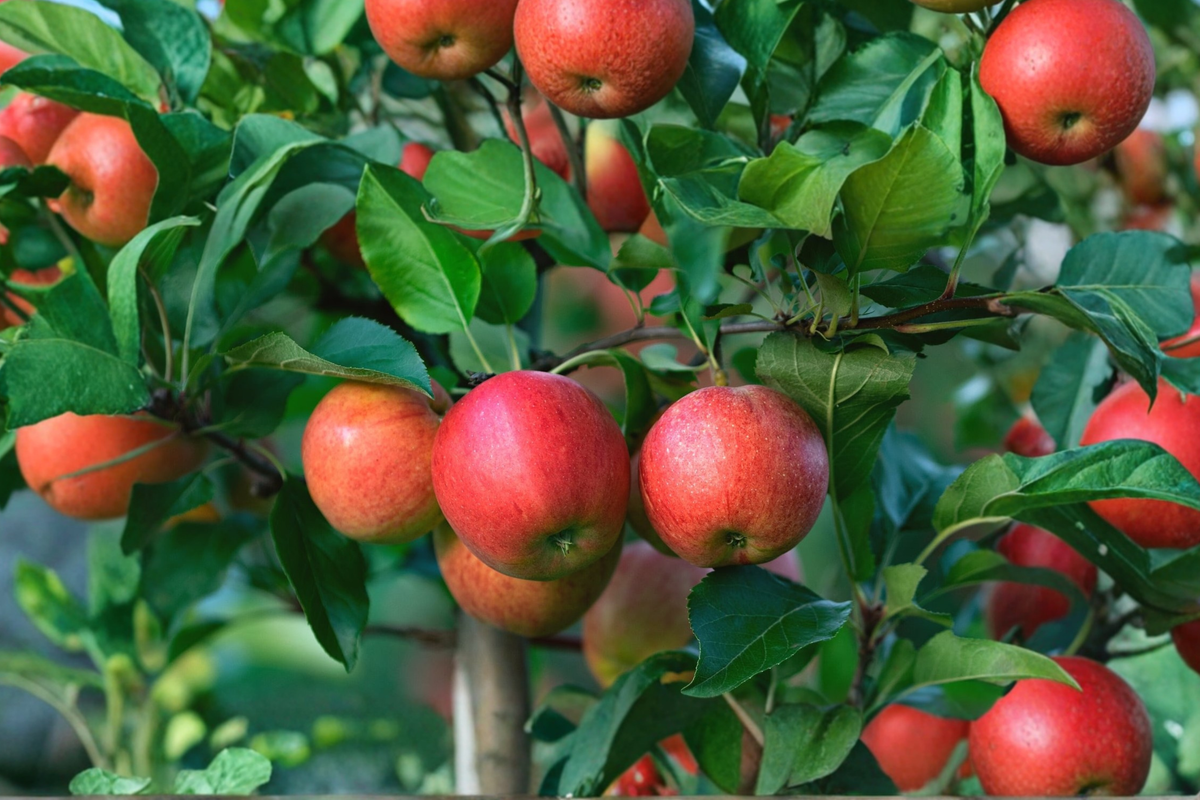 Mollies Delicious Apple Tree Live Plant 4–6 Ft Fruit Tree, Sweet Red Apples for Garden Orchard Outdoor Plant