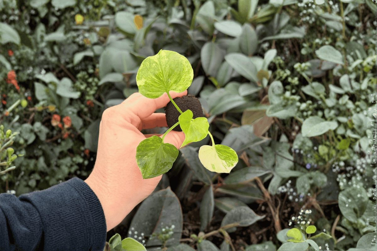 Philodendron Hope Aurea Variegated 2 Exact Live Starter Plants – Plant Plugs