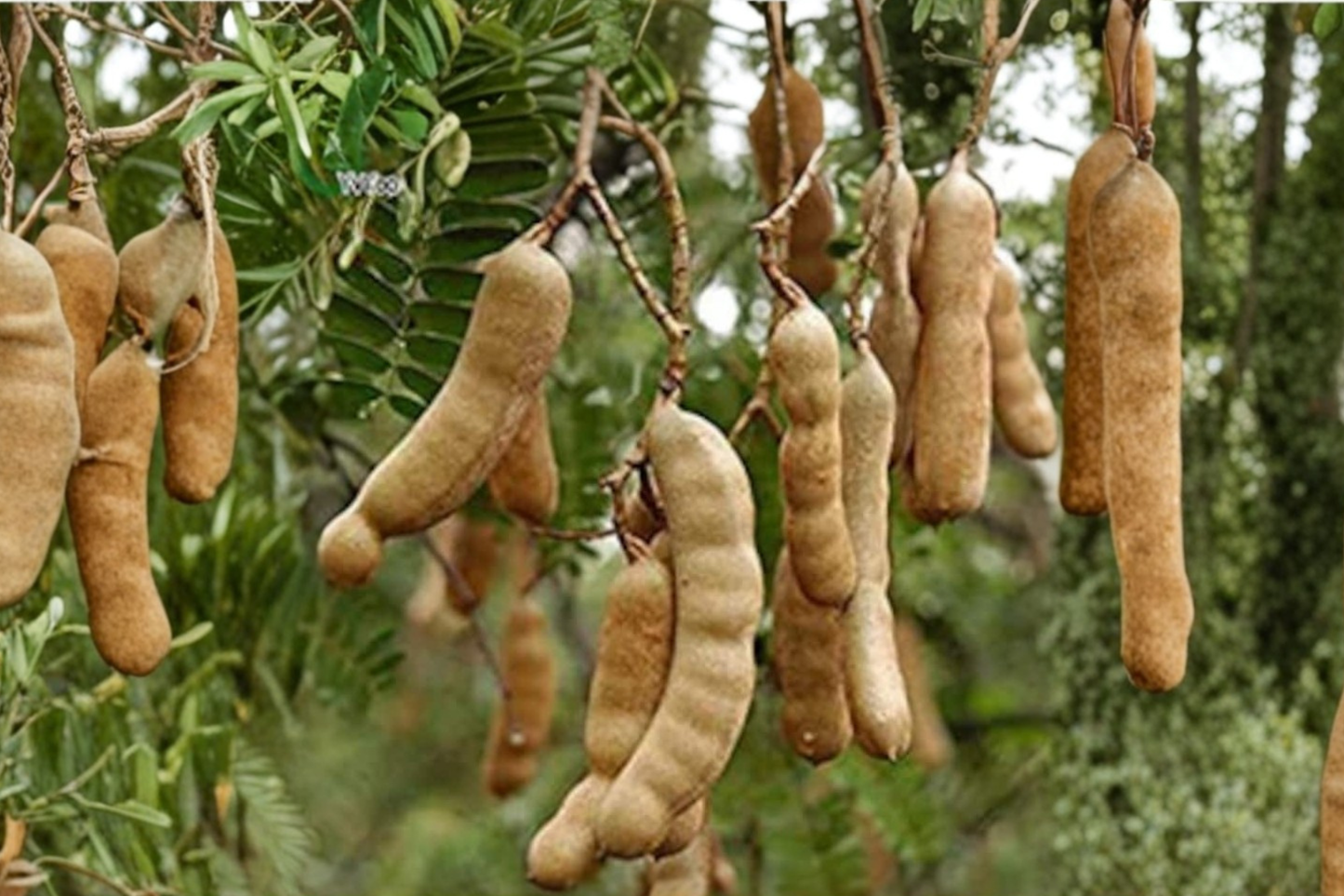 Tamarind Seeds 8 Pack Tropical Fruit Tree Seeds Indoor Outdoor Garden Plant USA Seller Combined Shipping