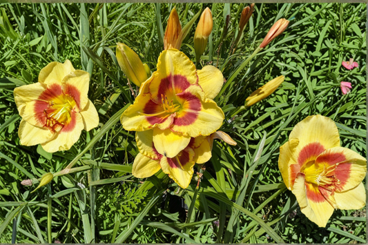 Daylily ‘Monterrey Jack’ 3 Bare Root Plants – Dark Red Hemerocallis Perennial for Summer Garden Flowers