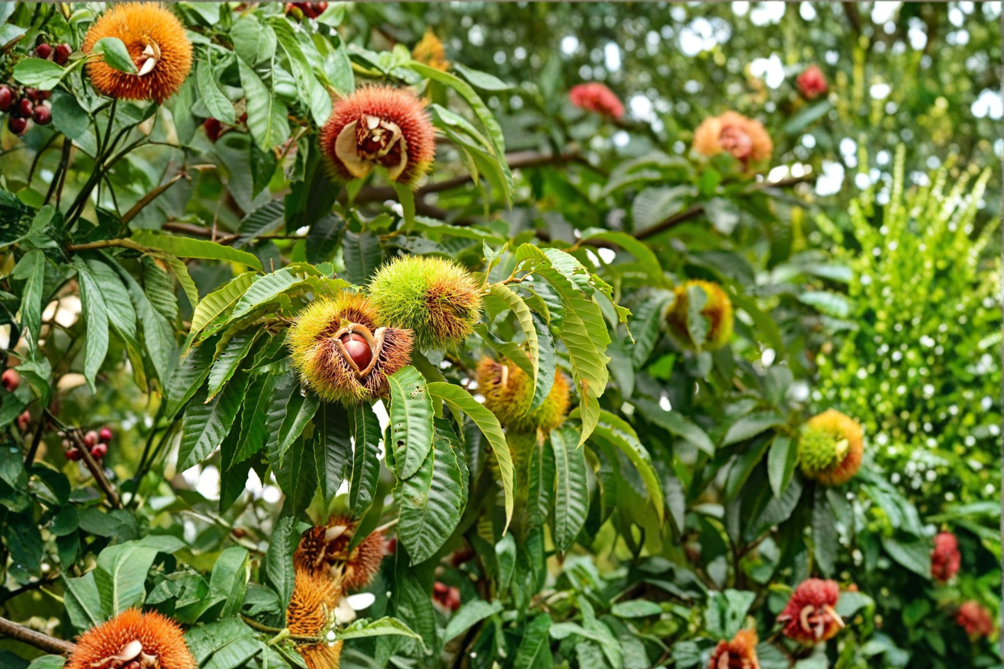 Chinese Chestnut Tree Live Plant 5 Gallon 6ft – Hardy Nut Tree for Home Garden, Shade Landscape Tree, Easy to Grow Outdoor Plant