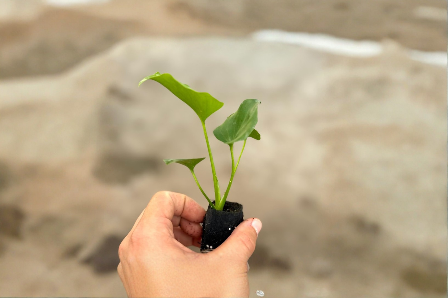 Philodendron Hope Live Plant Selloum Tropical Houseplant Leafy Indoor Plant in 2 Inch Pot