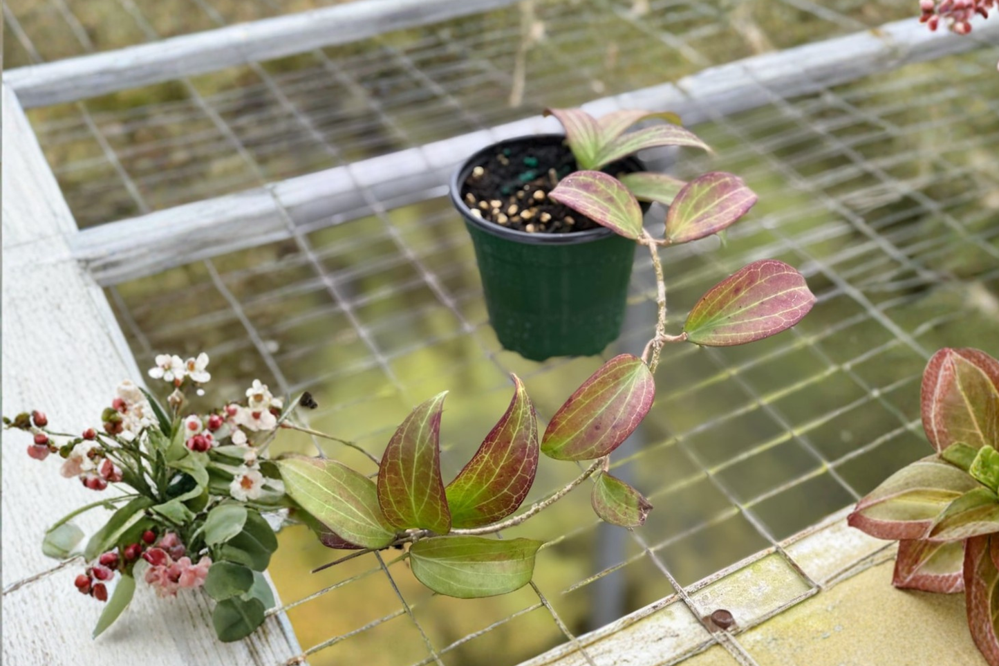 Hoya Merrillii Live Plant Red Hoya Starter Plant in 4 Inch Pot Rare Tropical Indoor Houseplant Gift Decor