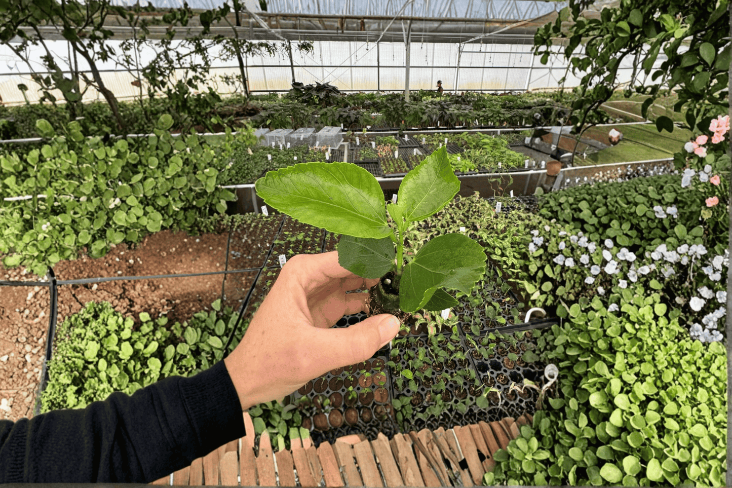 2 Quasar Hibiscus Starter Plants – Live Tropical Hibiscus