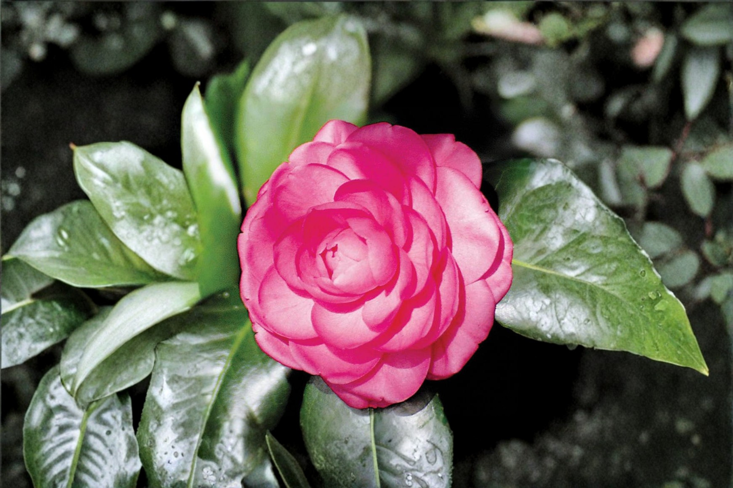 Japanese Camellia ‘Pink Princess’ 1 Gallon Live Plant – Camellia japonica Pink Flowering Evergreen Shrub