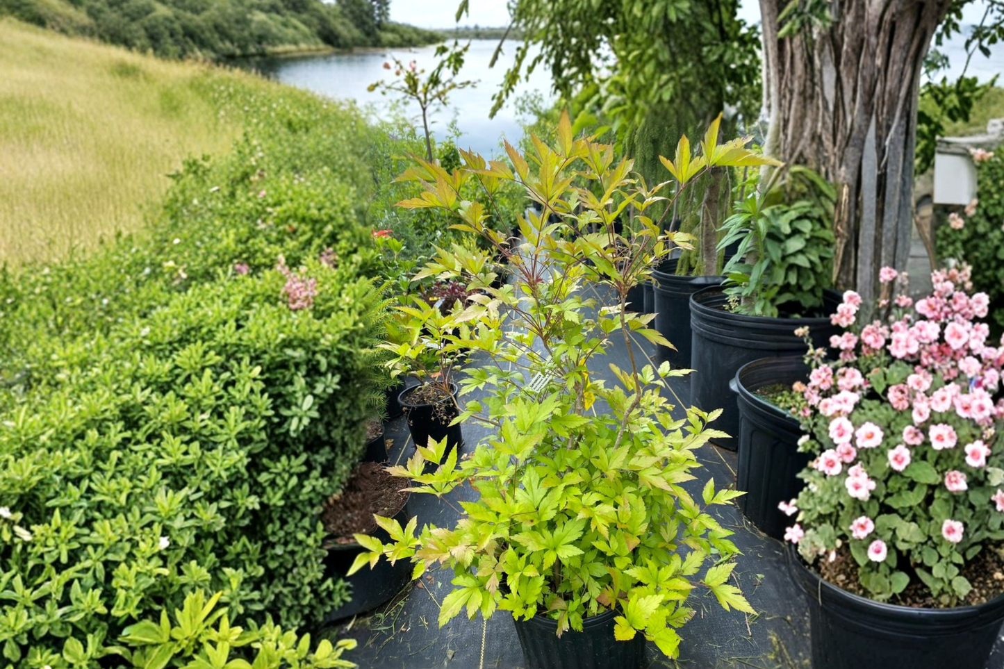 Yellowroot Shrub Live Plant 1 Gallon Pot Xanthorhiza simplicissima Native Woodland Plant Groundcover Garden Shade Plant