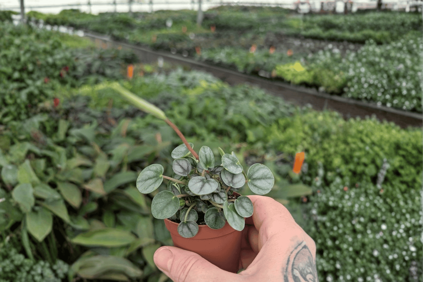 2 Peperomia 'Little Toscani' Starter Plants – Bare Root – Peperomia 'Little Toscani'