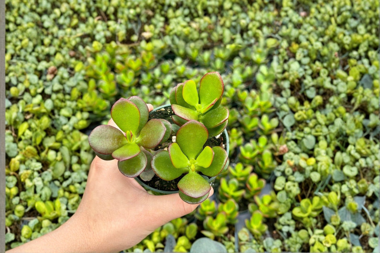 Crassula Ovata Live Jade Plant Bonsai Succulent Indoor Houseplant Rooted 4 Inch Pot Home Decor Gift
