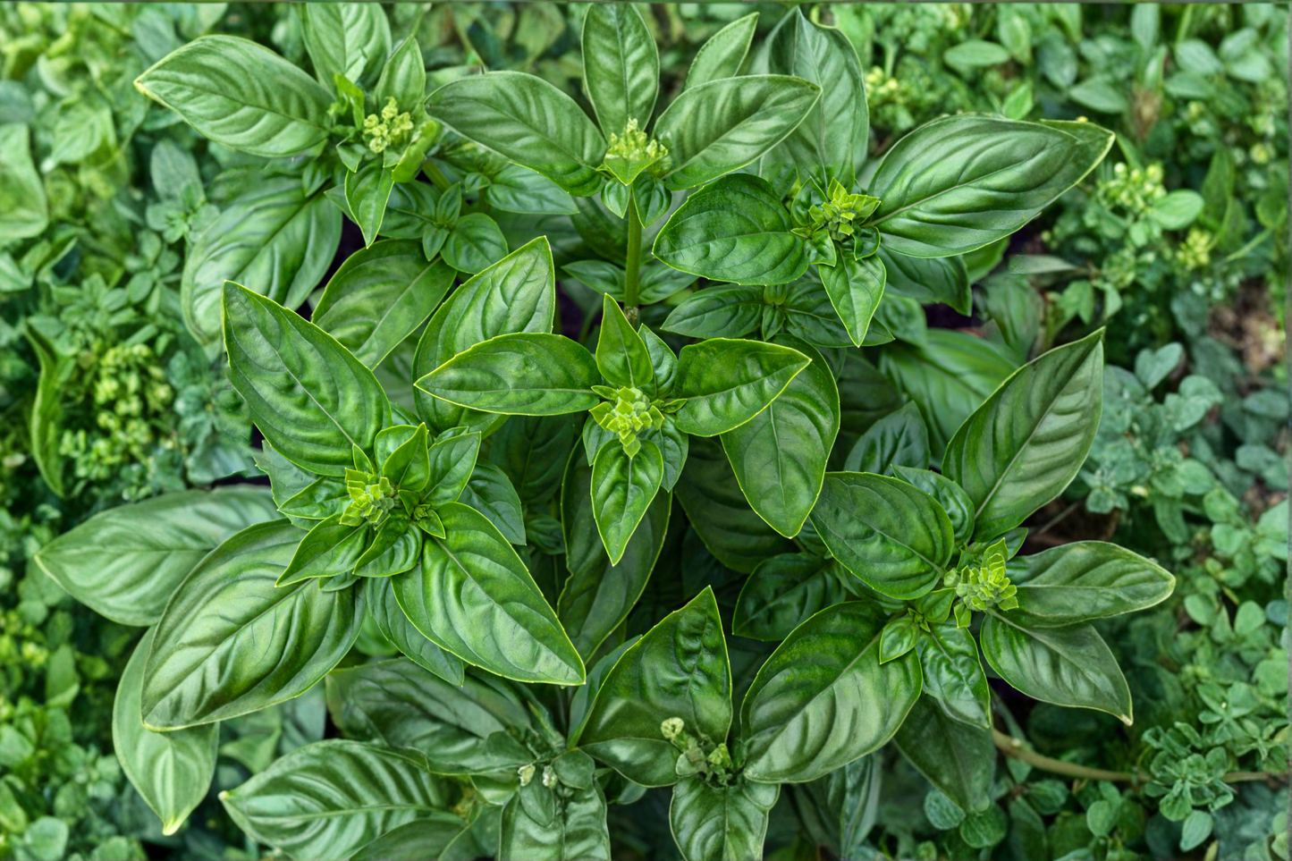Greek Columnar Basil Live Plant Organic Herb Plant Ocimum basilicum GMO Free Starter Plant 3-6 Inch Free Shipping