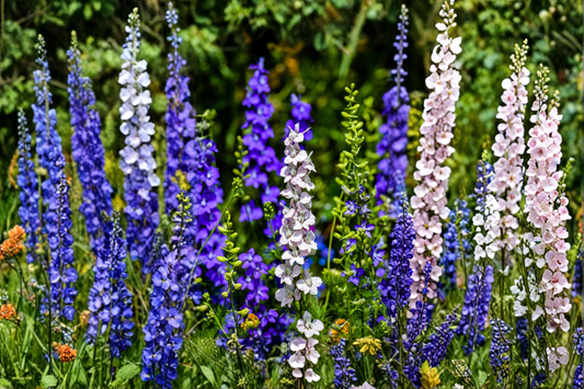 Delphinium Magic Fountains Mix Live Perennial Starter Plants – 4 Pack – Delphinium elatum