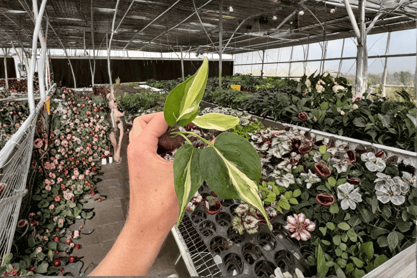 2 Philodendron 'Cream Splash' Starter Plants Bare Root – Philodendron hederaceum 'Cream Splash'