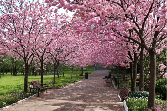 Cherry Blossom Tree Seeds 20 Pack Ornamental Flower Tree Seeds USA Seller Combined Shipping