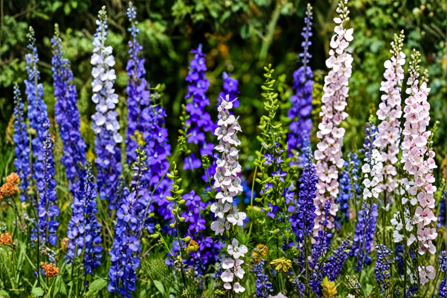 Delphinium Magic Fountains Mix 4 Live Starter Plants – Perennial Flower Plugs