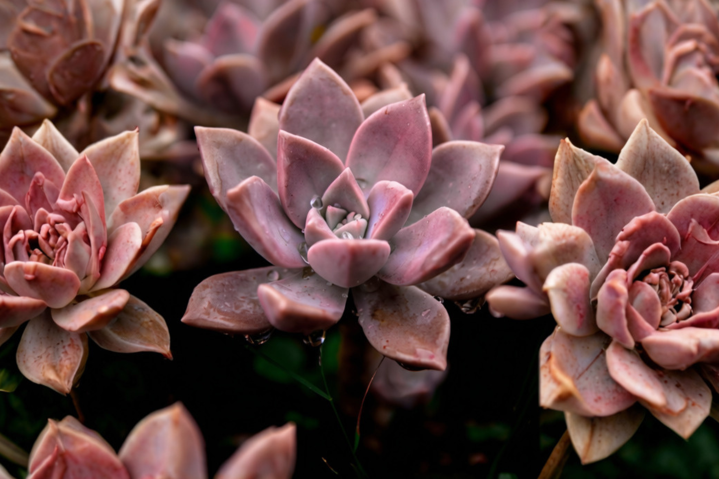 Graptoveria 'Dusty Pink' Live Succulent – 2 Small 1 Inch Pups – Rooted Starter Plants