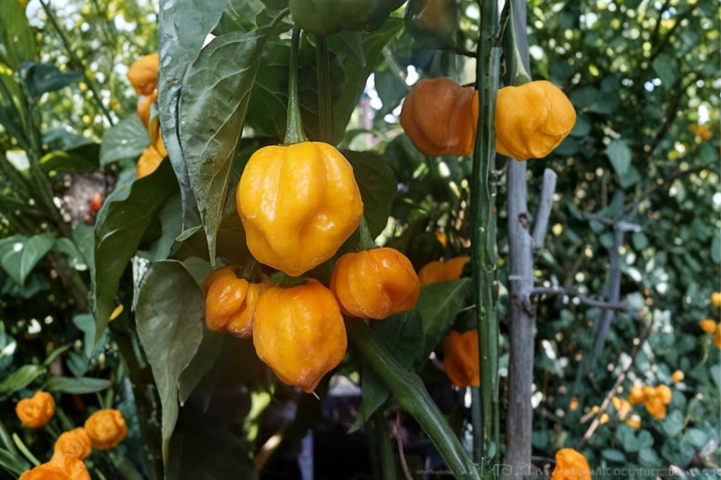 Lot of 3 Aji Mango Live Pepper Plants (75+ Days Old) – Medium Hot Capsicum baccatum