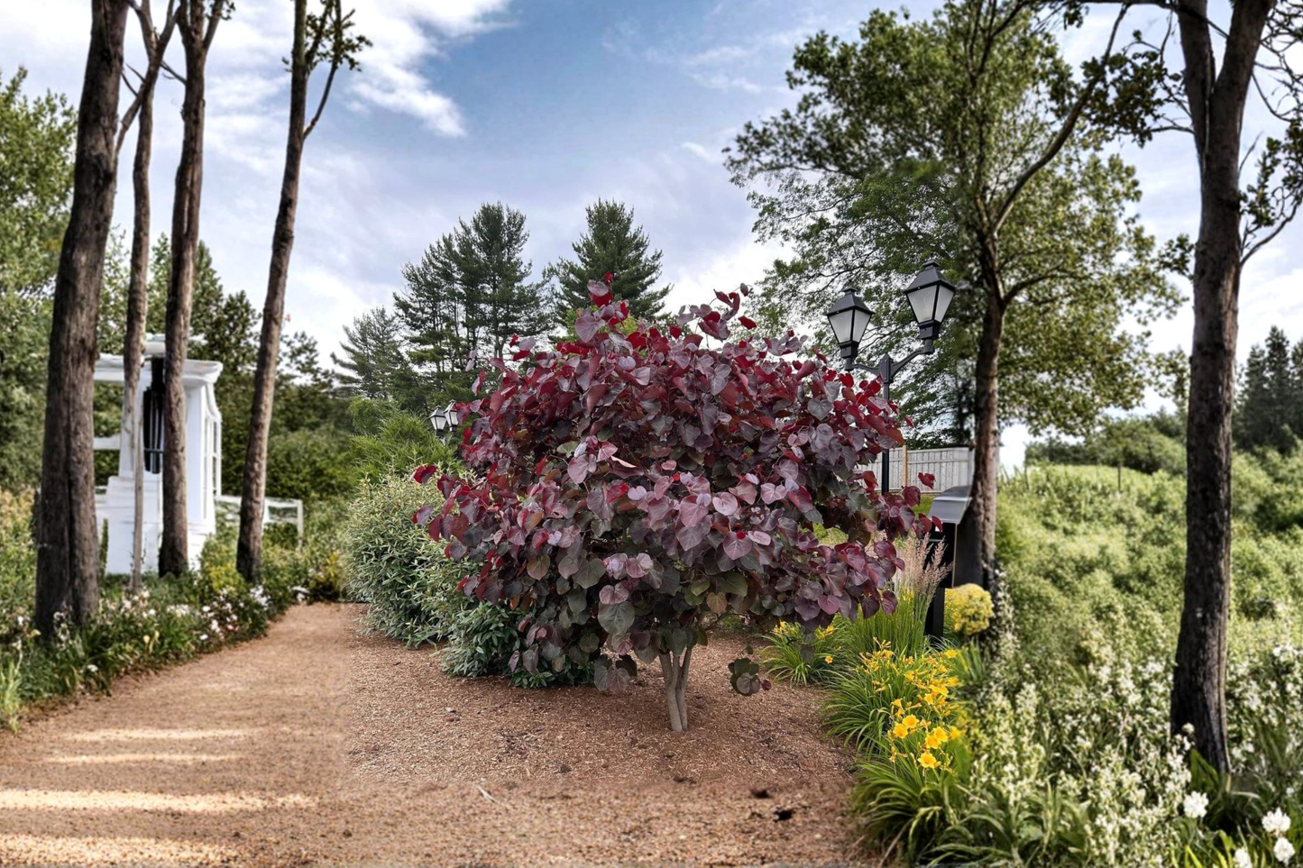 Merlot Redbud Tree Live Plant 4–6 Ft Flowering Tree, Burgundy Foliage Redbud for Garden Landscape, Deciduous Ornamental Tree