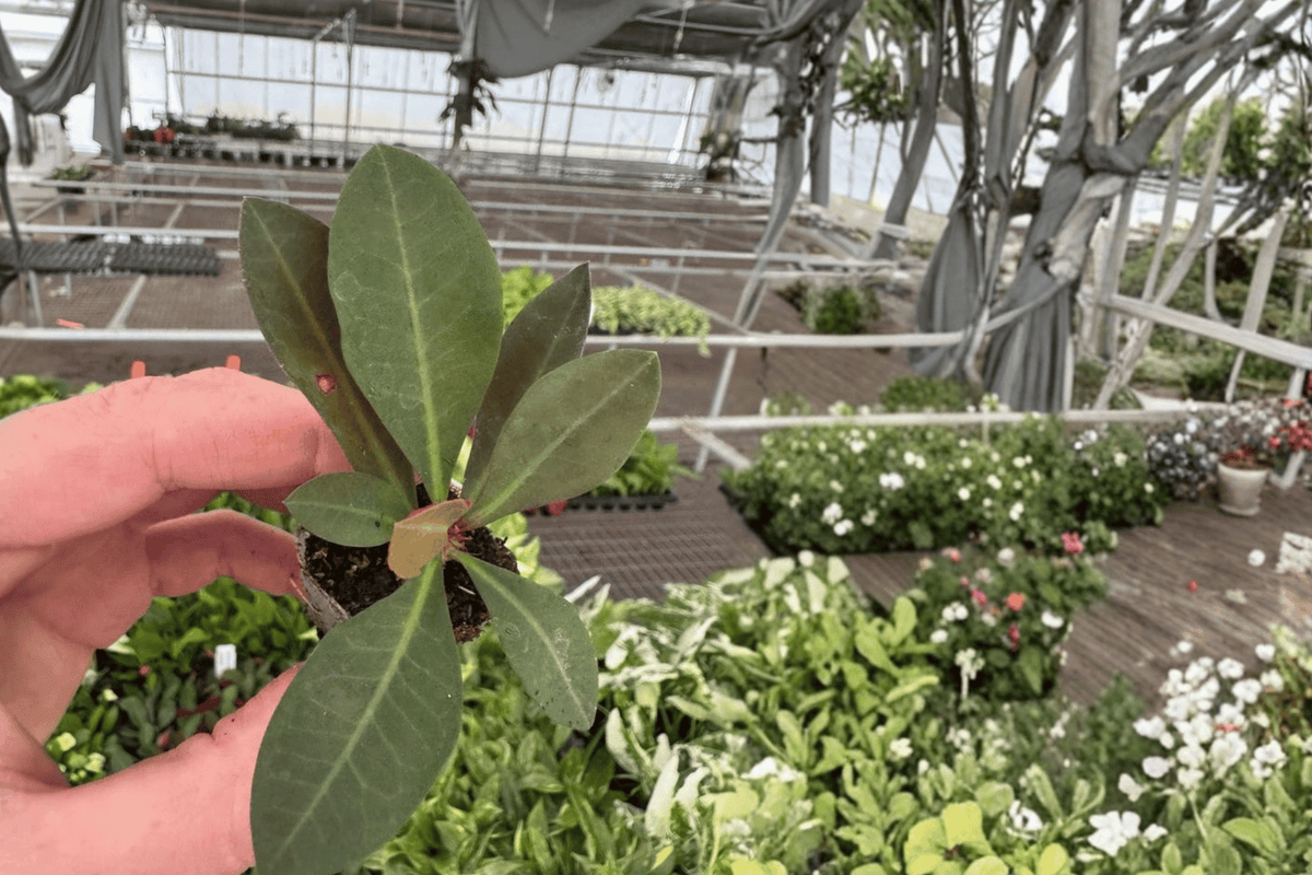 Crown of Thorns Maxi Zeus 2 Starter Plants – Euphorbia milii