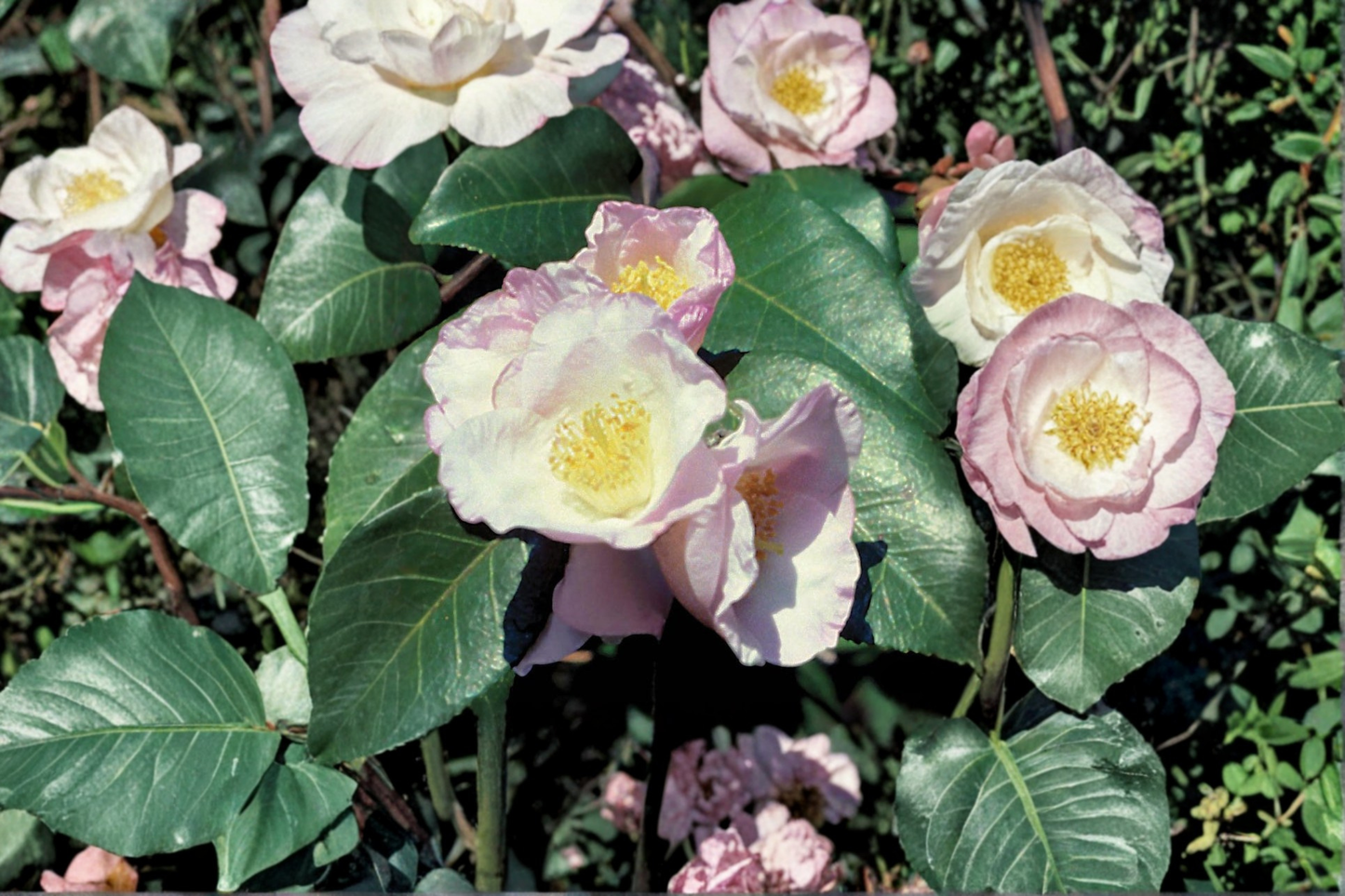 Japanese Camellia ‘Japanese Fantasy’ 1 Gallon Live Plant – Camellia japonica Pink White Flowering Shrub