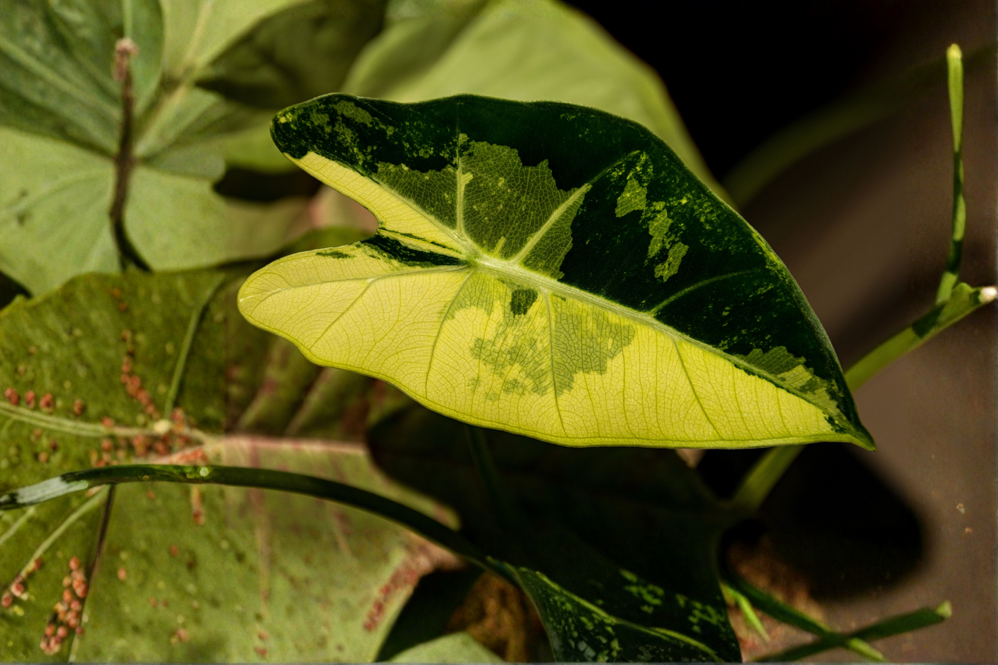 Variegated Frydek Alocasia – 1 Live Corm from Mother Plant (Alocasia micholitziana 'Frydek Variegata')