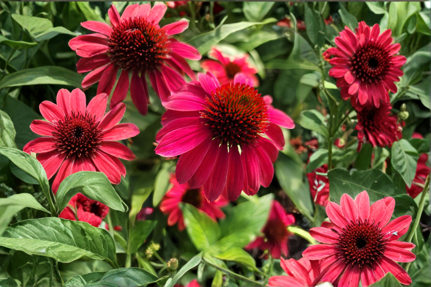 Double Scoop Cranberry Coneflower Live Plants 3 Rooted Starters in 1 Qt Pots Echinacea Double Bloom Perennial