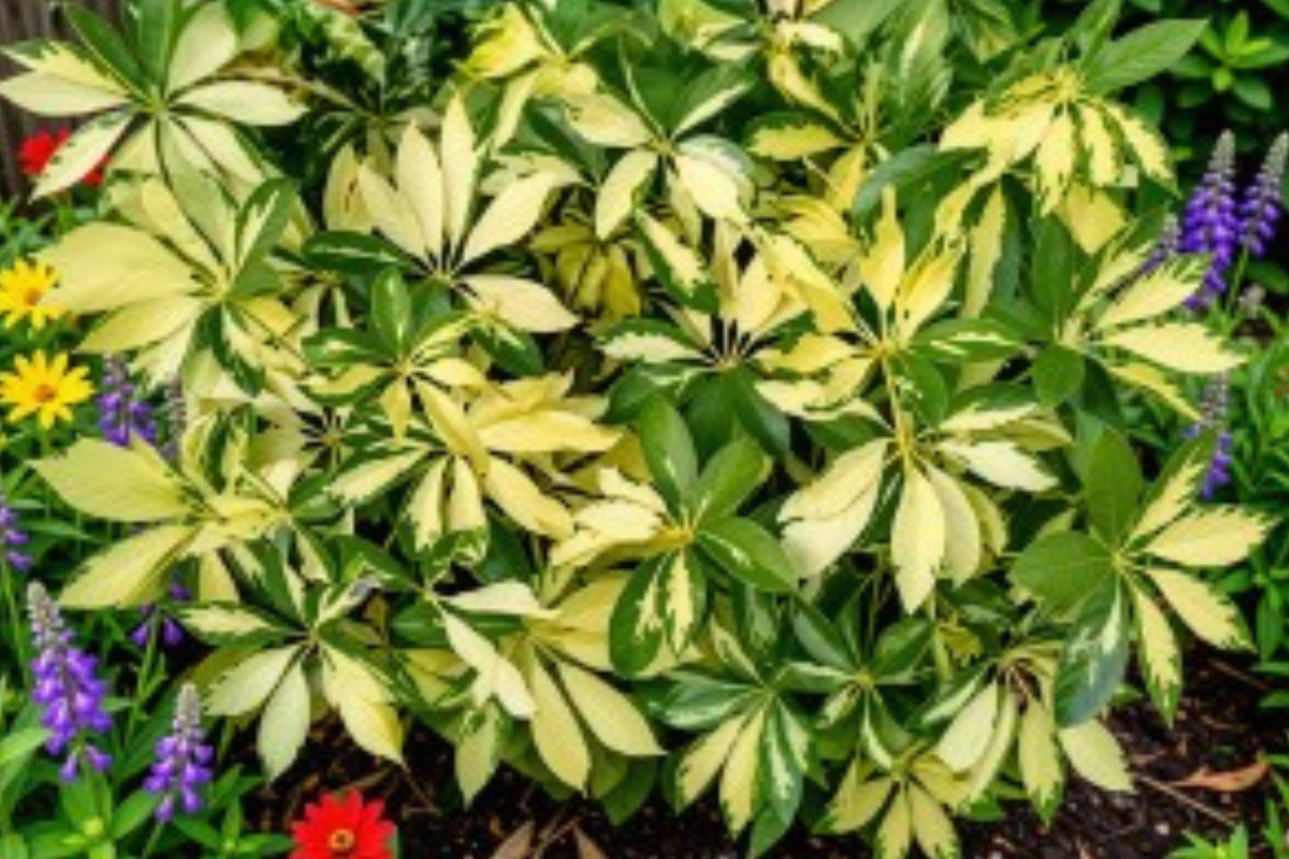 Dwarf Umbrella Tree Live Plant – Schefflera arboricola – Rooted Houseplant