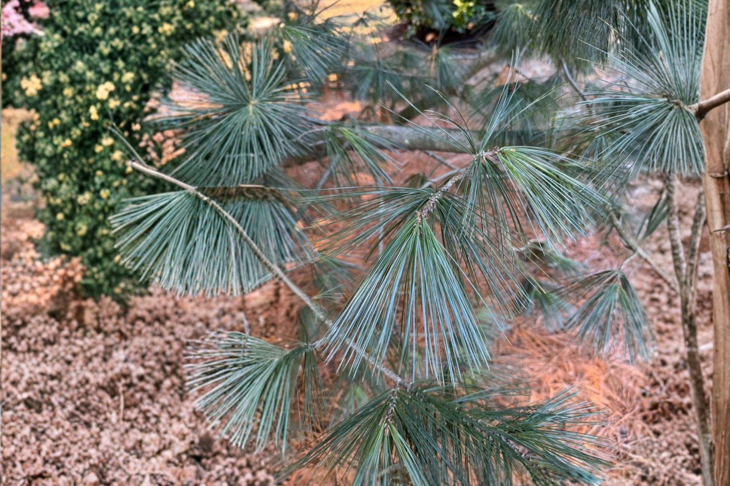 Cesarini Blue Limber Pine 12 Inch Live Plant 1 Gallon Pot – Pinus flexilis Blue Evergreen Conifer Compact Garden Tree