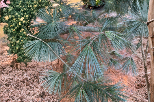 Cesarini Blue Limber Pine 12 Inch Live Plant 1 Gallon Pot – Pinus flexilis Blue Evergreen Conifer Compact Garden Tree
