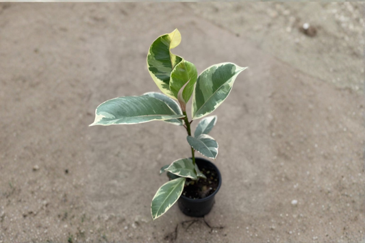 Ficus Tineke Live Plant Ruby Burgundy Variegated Rubber Plant in 4 Inch Pot Rare Indoor Houseplant Gift Decor