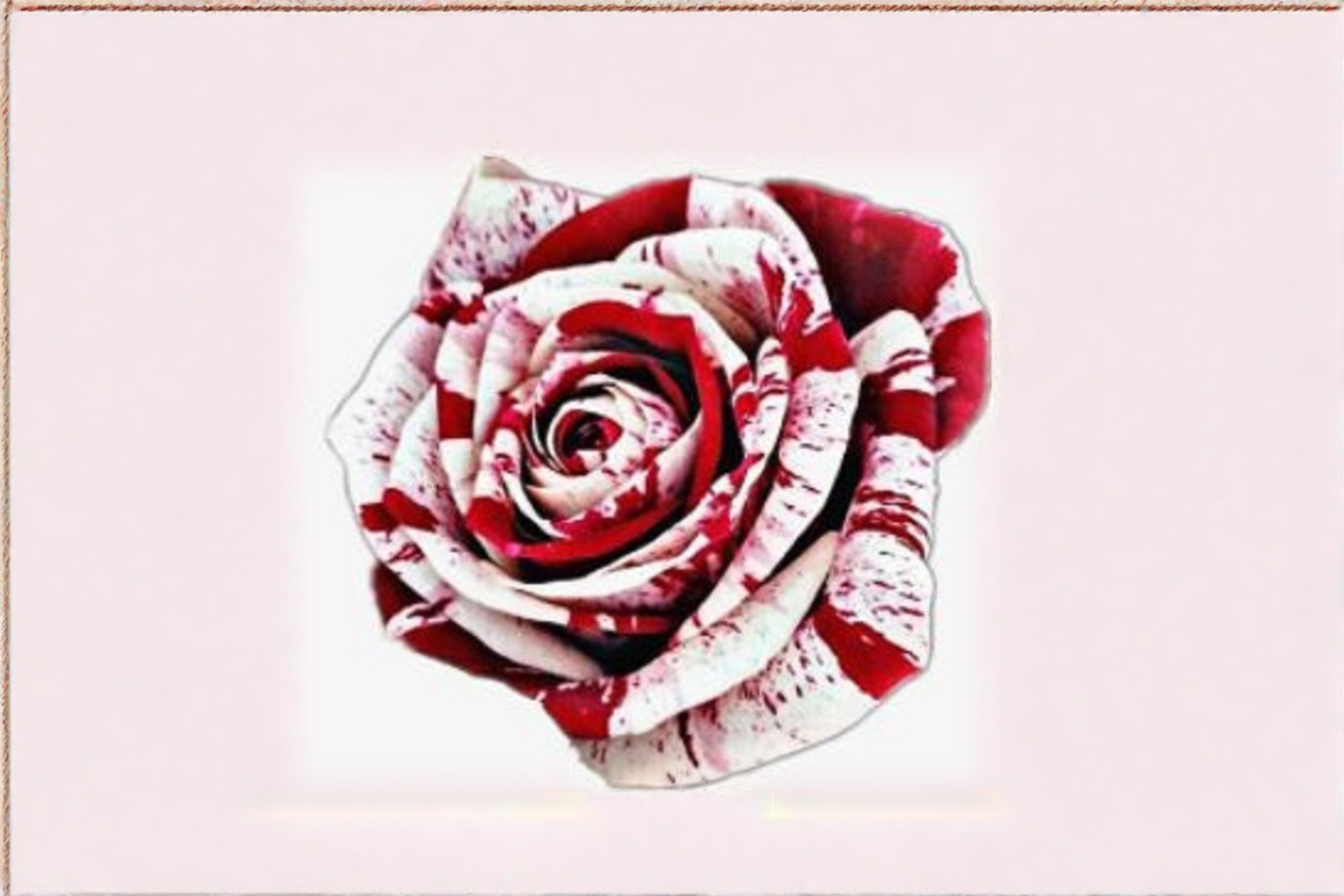 Red Blood Rose Seeds Rare Deep Red Rose Bush Variety 30 Seeds Ornament ...
