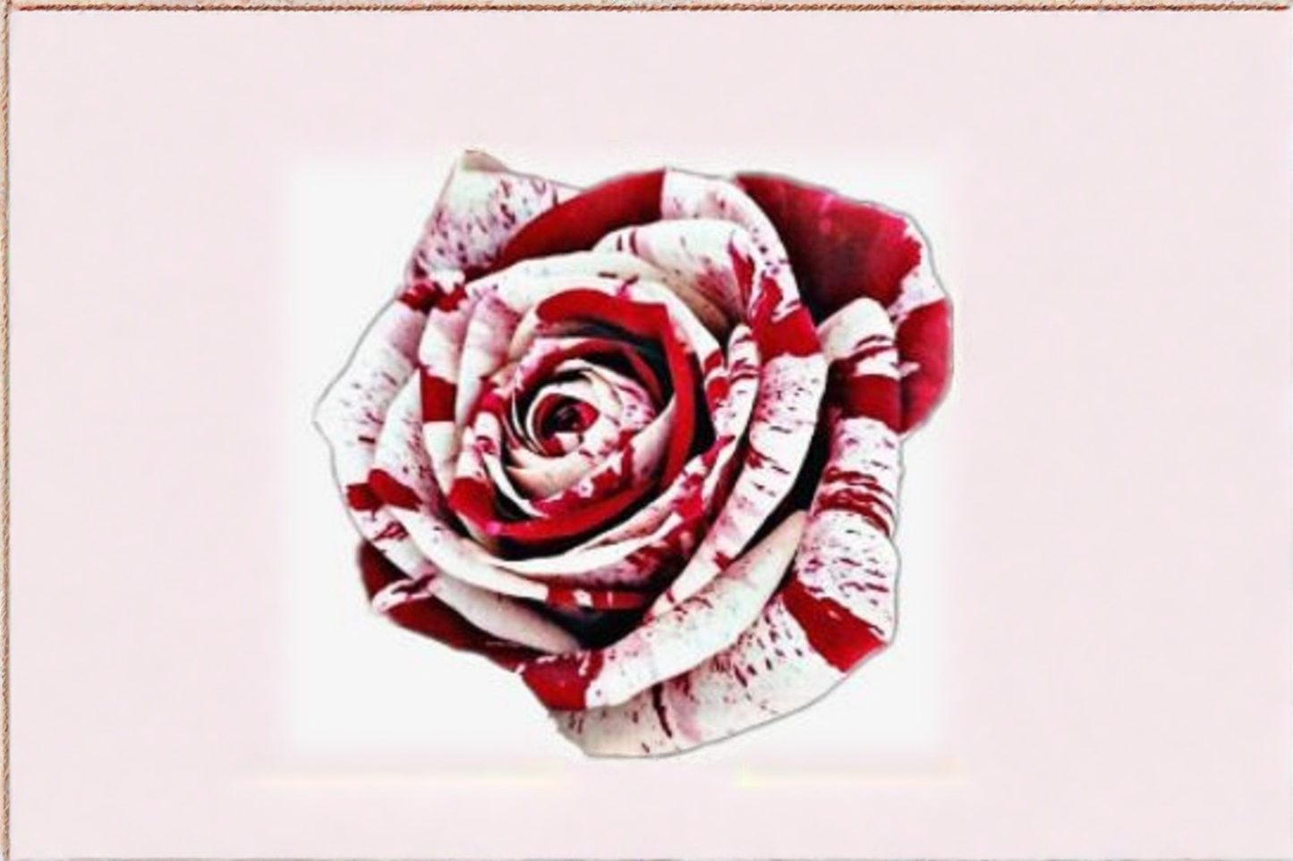 Red Blood Rose Seeds Rare Deep Red Rose Bush Variety 30 Seeds Ornamental Garden Flower Planting Pack