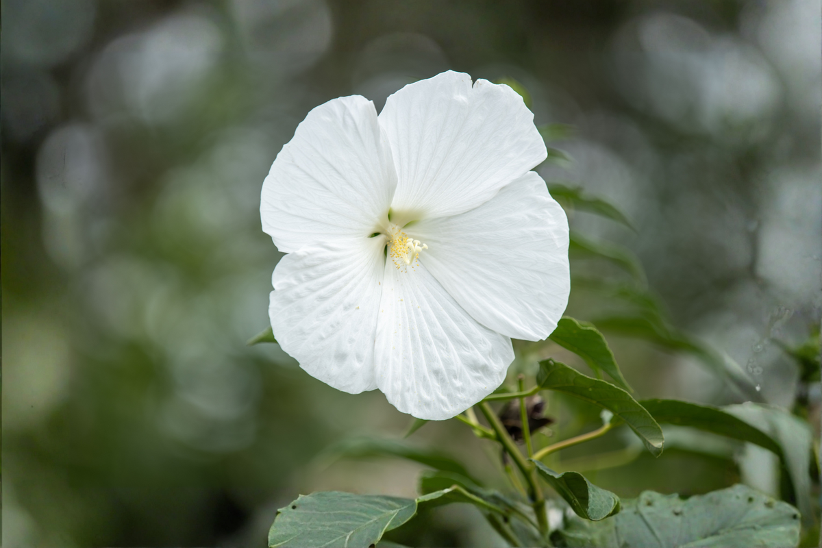 Marshmallow Moon Hardy Hibiscus Live Potted Plant – 2.5-Inch Pot (Hibiscus moscheutos)