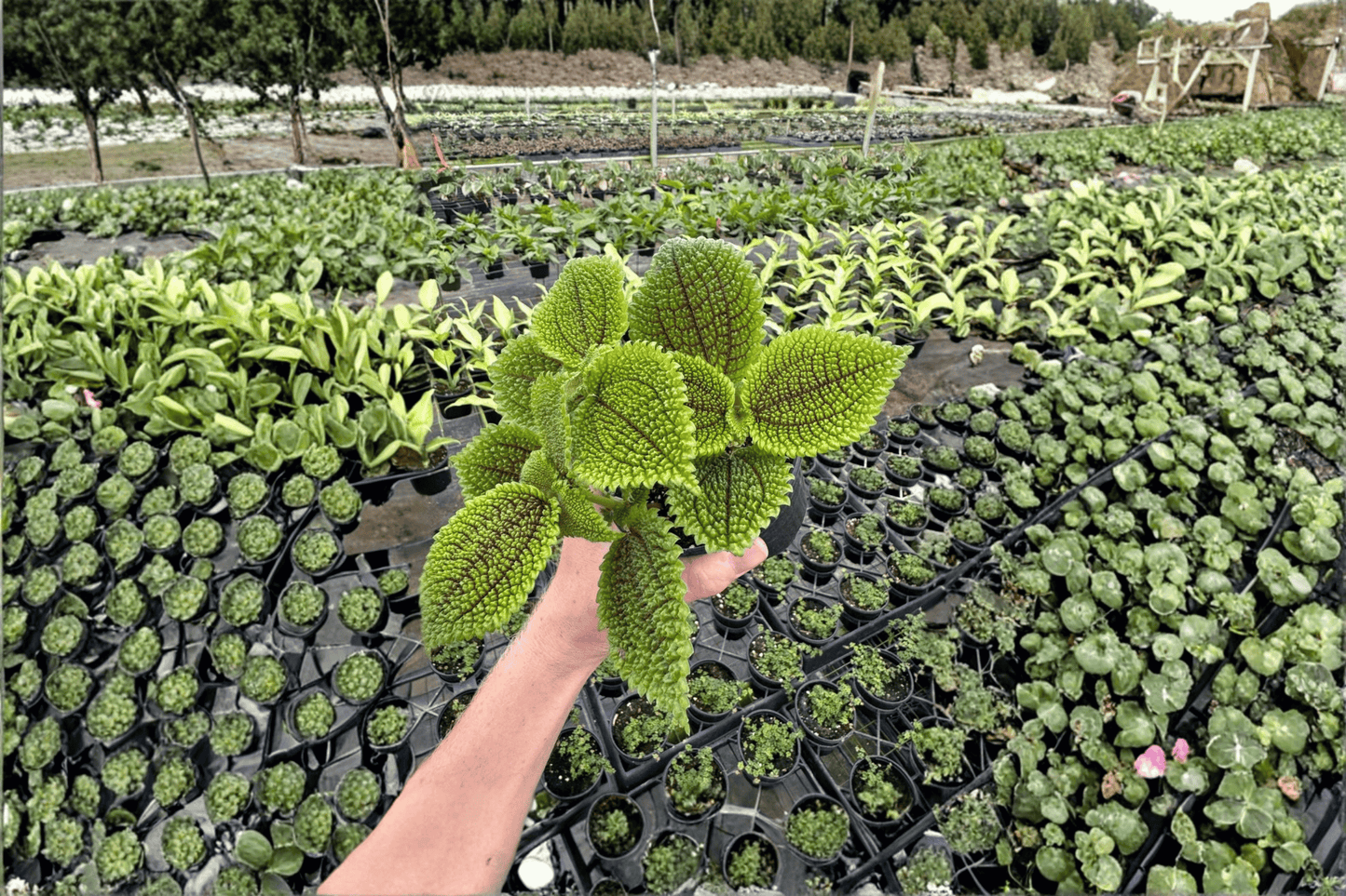 2 Pilea 'Moon Valley' Live Plants in 4-Inch Pots – Pilea mollis 'Moon Valley'