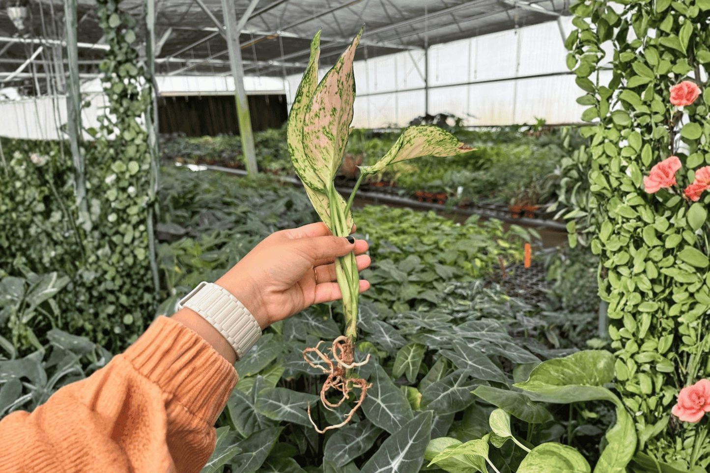 Aglaonema Jazzed Gems 2 XL Starter Live Plants – Aglaonema ‘Jazzed Gems’