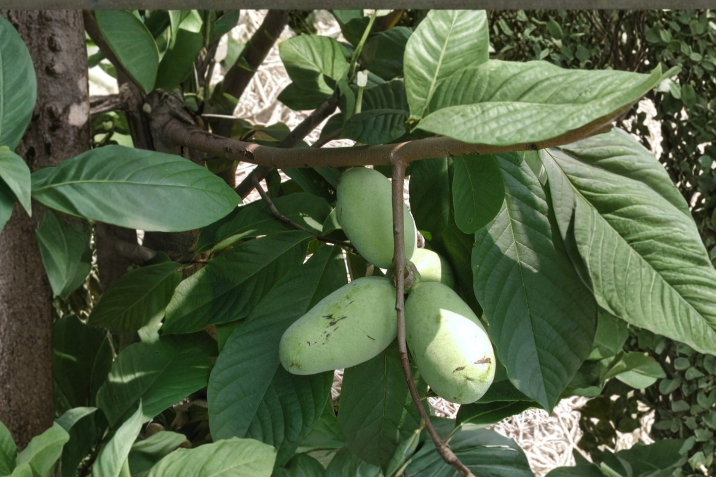 Pawpaw Tree Live Plant 12 Inch Tall 1 Gallon Pot – Asimina triloba Native Fruit Tree for Yard Garden Planting