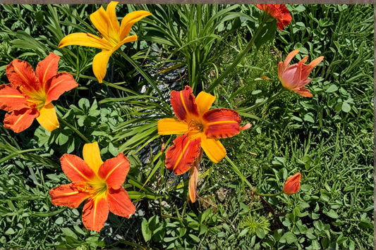 Daylily ‘Frans Hals’ 3 Bare Root Plants – Red Yellow BiColor Hemerocallis Perennial for Summer Garden Flowers