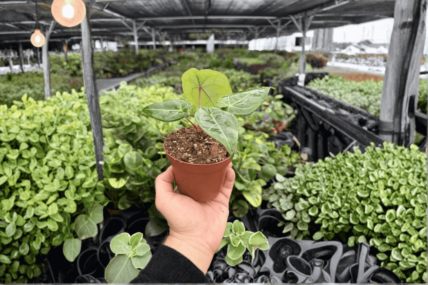 Anthurium Papi x HU (KOS) 2 Exact Live Plants – 4-Inch Pots