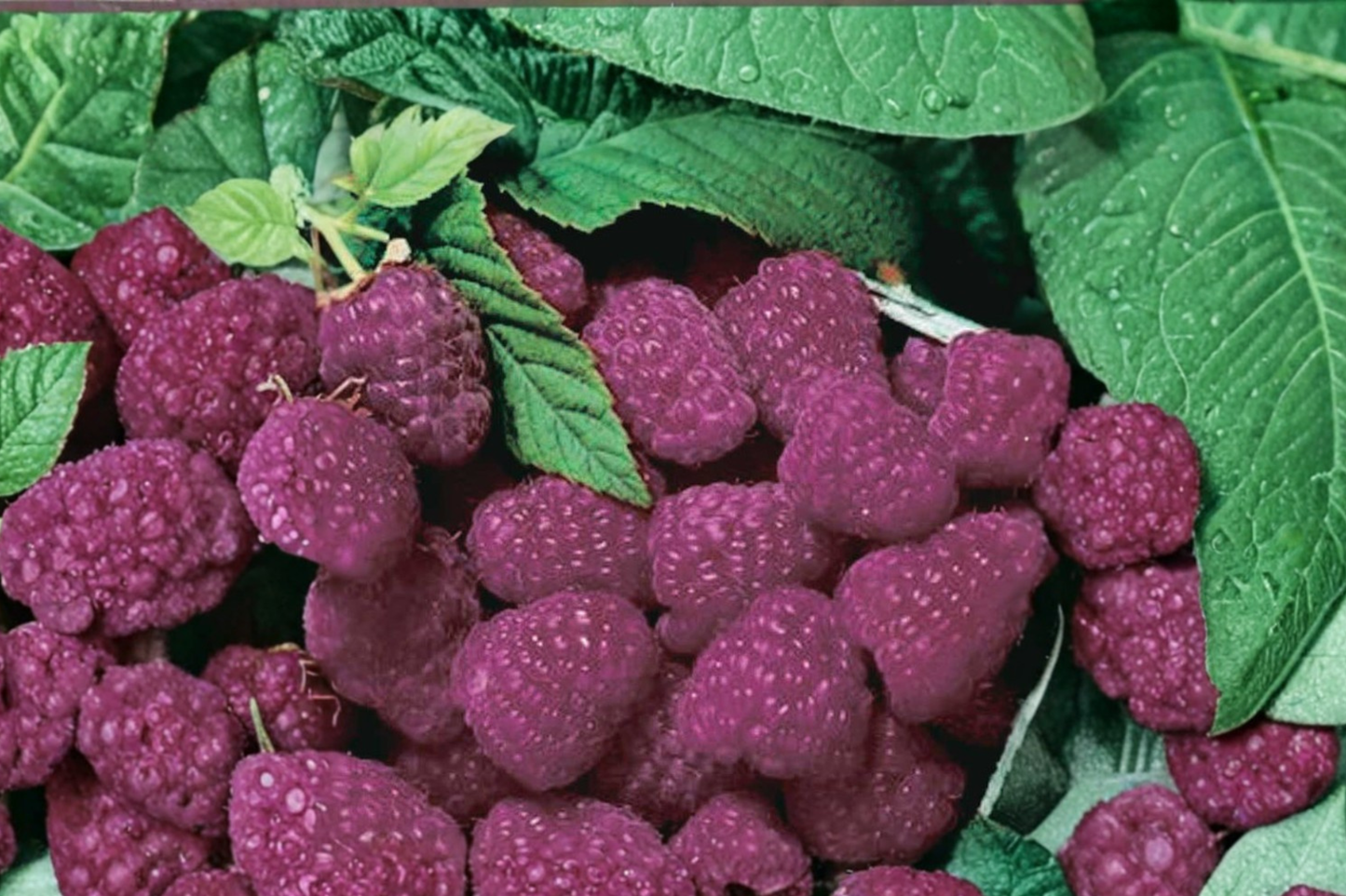 Purple Royalty Raspberry Seeds 100 Pack Rare Berry Fruit Plant Garden Seeds Combined Shipping USA Seller