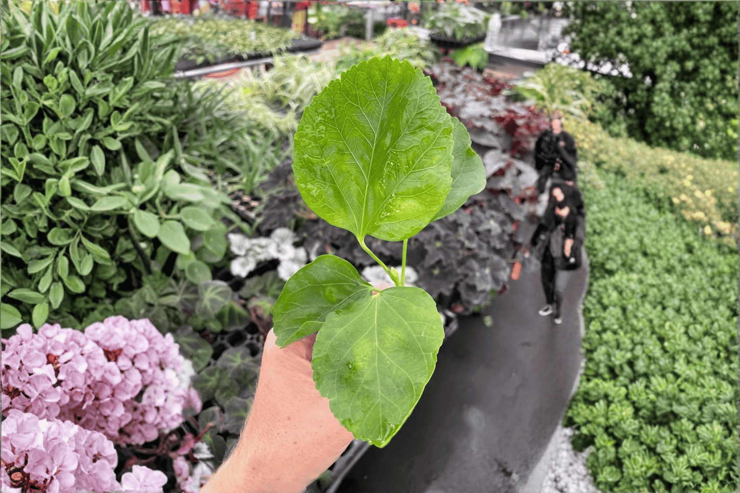2 Pink Chiffon Hibiscus Starter Plants – Hibiscus rosa-sinensis Bare Root