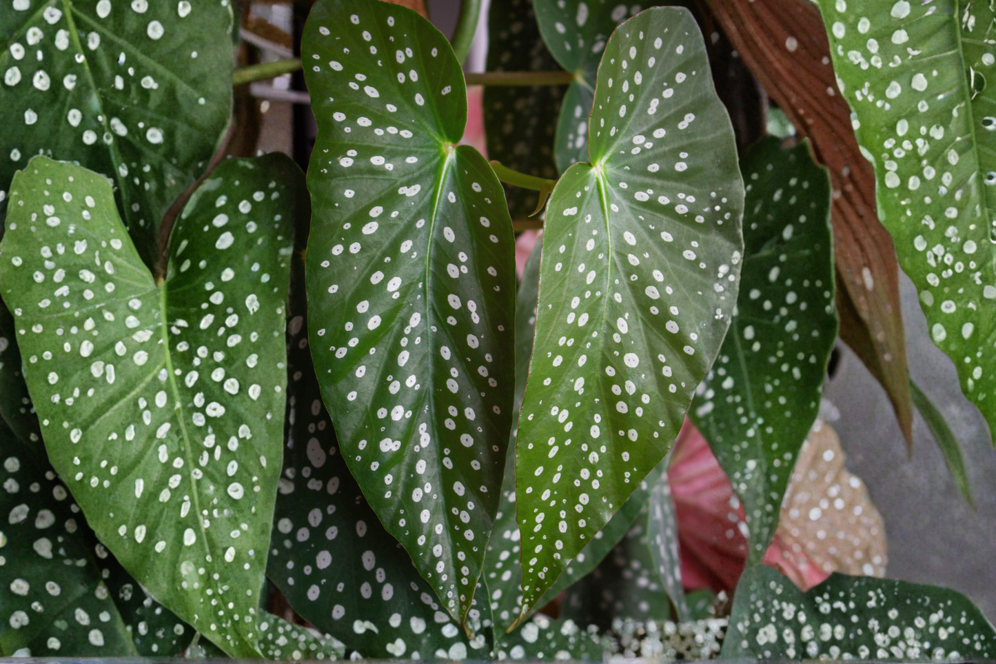 Begonia atricha Live Plant – Rare Tropical Terrarium Plant in 2.5-Inch Pot