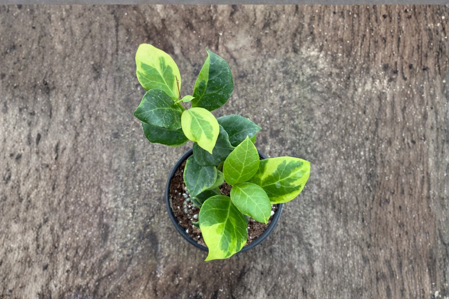 Hoya Obscura Albo Marginata Live Plant Variegated Hoya in 4 Inch Pot