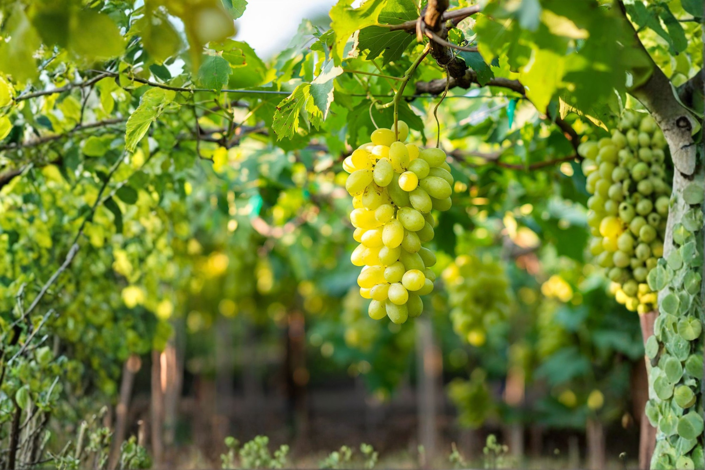 Niagara Grape Vine Plant 1 Gal Live Fruit Vine, White Grape Plant for Garden Trellis Arbor, Backyard Growing
