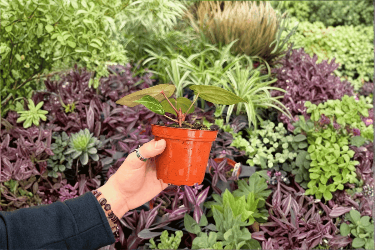 2 Exact Plant Anthurium Papi Red Sinus x K.O.S. – 4” Specific