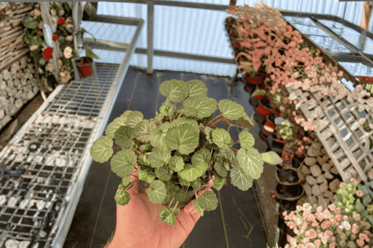Strawberry Begonia 2 Live Plants – 4-Inch Pots – Saxifraga stolonifera