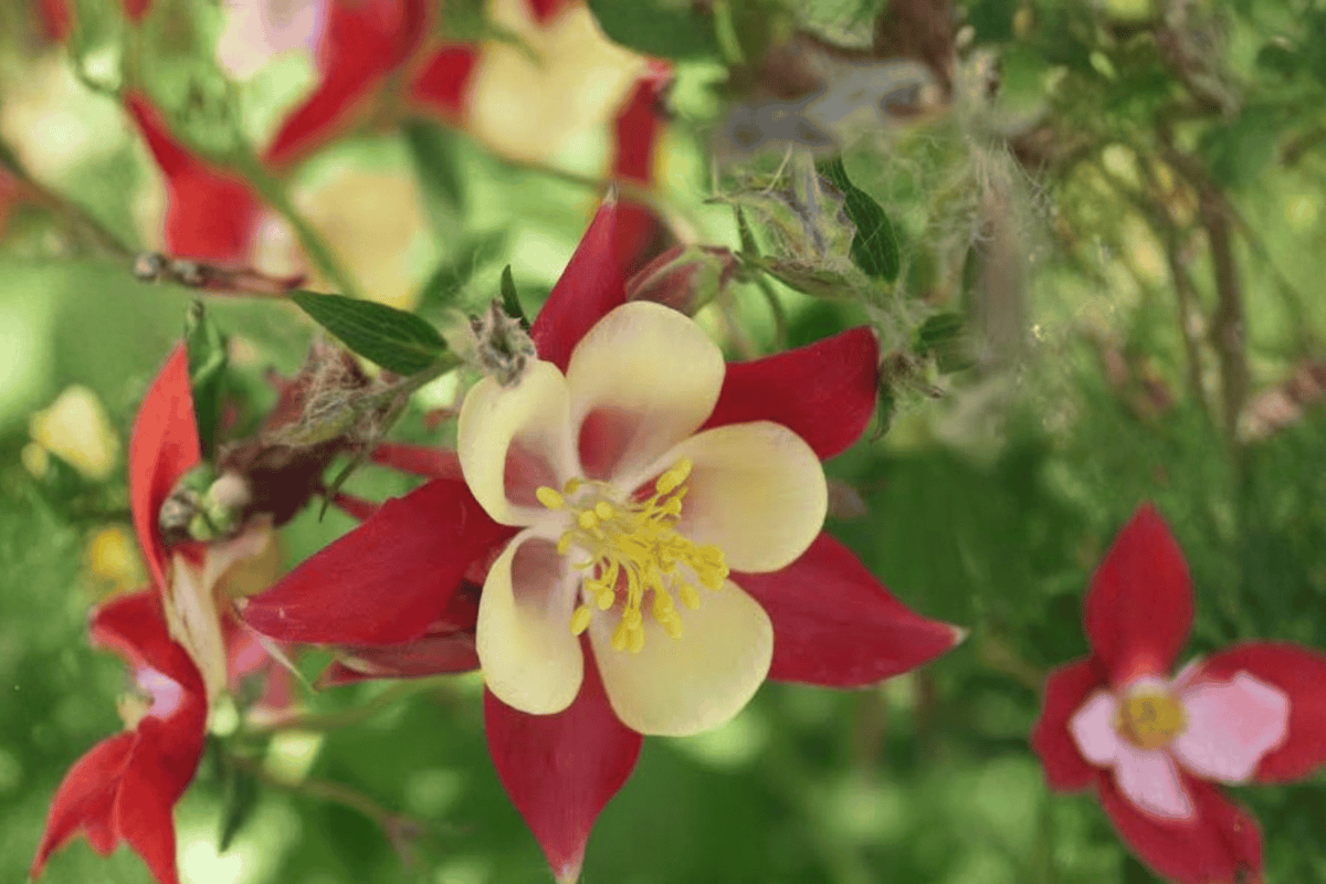 EarlyBird Red Yellow Columbine 1 Live Plant – Aquilegia ‘Earlybird Red Yellow’ – 1 Gallon Pot