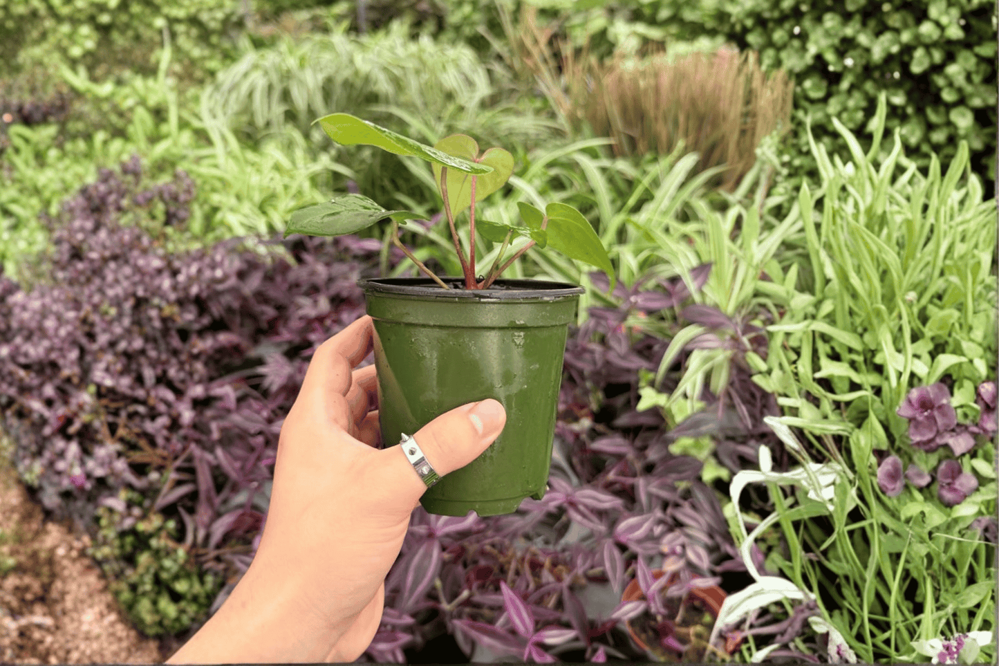 Anthurium Papi Red Sinus x K.O.S. 2 Exact Live Plants – 4-Inch Size – Anthurium Hybrid
