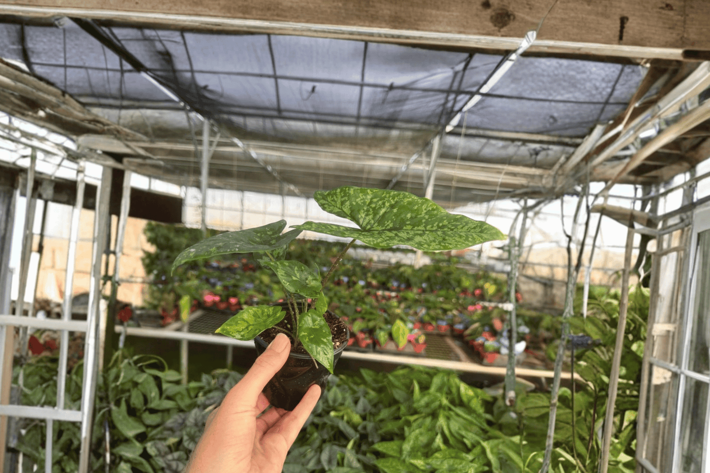2 Alocasia 'Shattered Glass' Live Plants in 4-Inch Pots